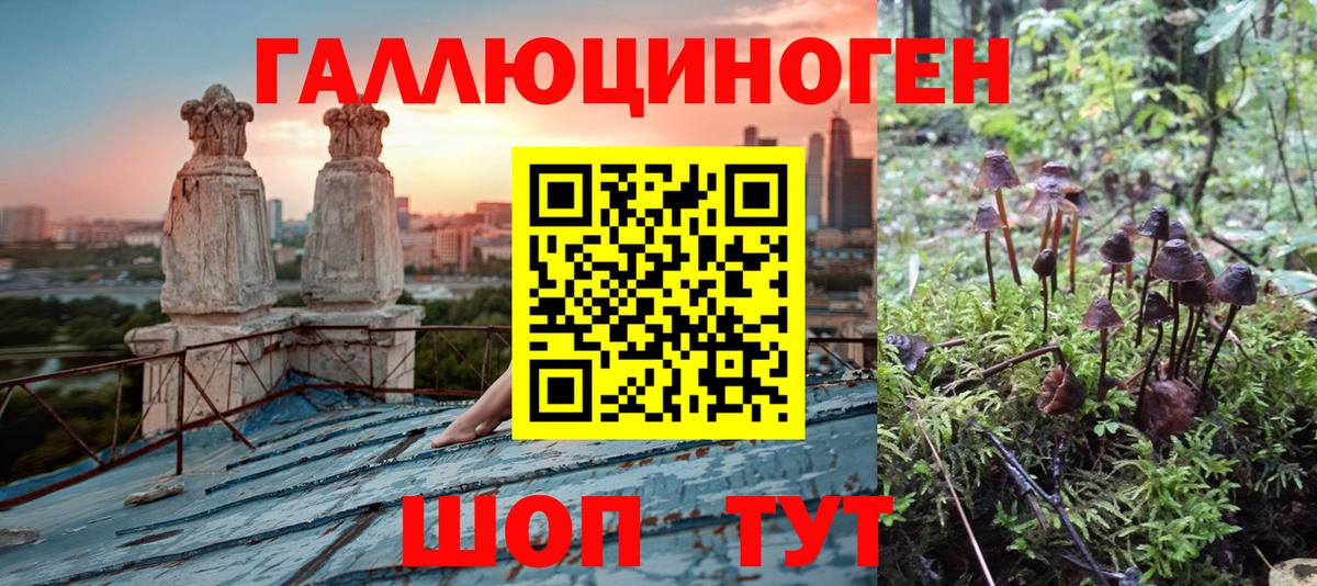 Псилоцибиновые грибы мицелий Новоалтайск